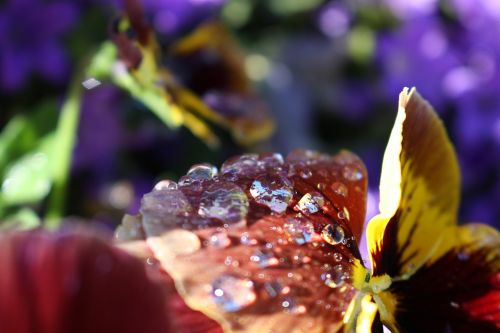 flower nature garden