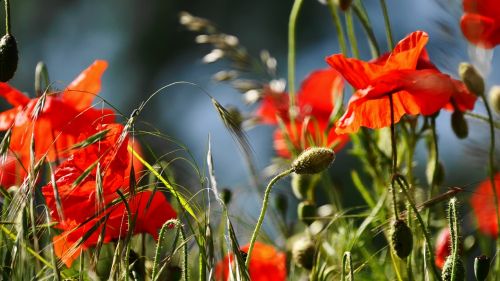 flower nature plant