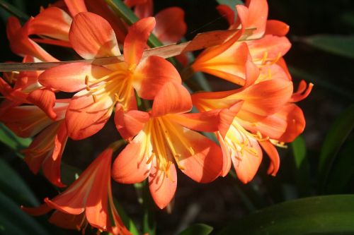 flower plant nature