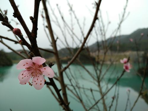 flower branch tree