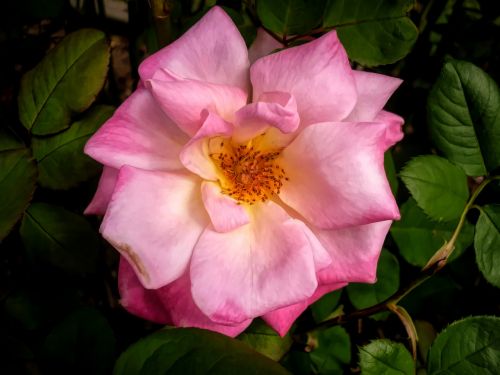 flower flora leaf