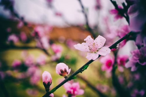 flower nature plant