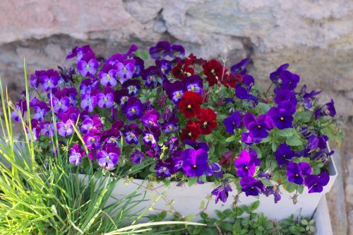 flower plant garden