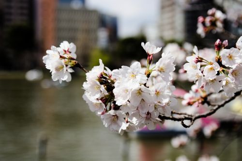 flower cherry tree