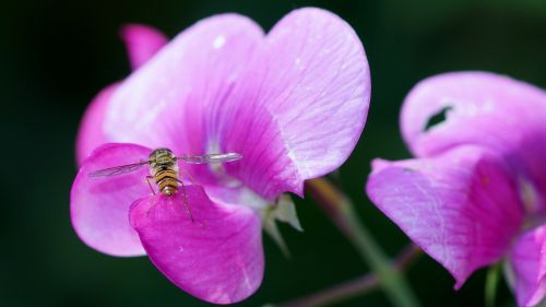 flower nature plant