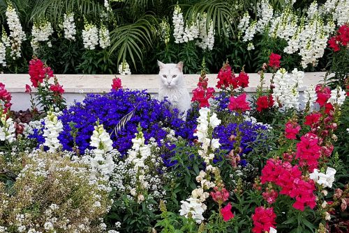 flower garden flora