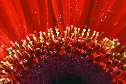 flower red pistil
