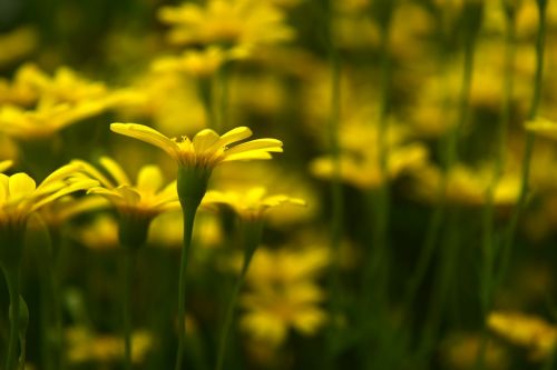 flower yellow garden