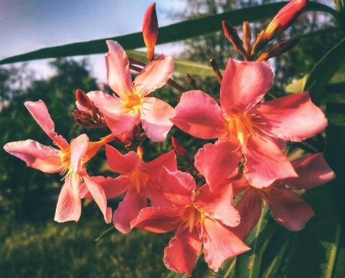 flower flora nature