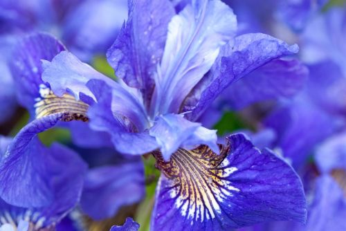 flower plant nature