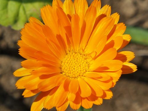 flower summer marigold