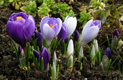 flower crocus blue