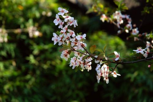 flower nature tree