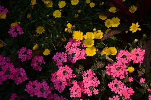 flower plant nature