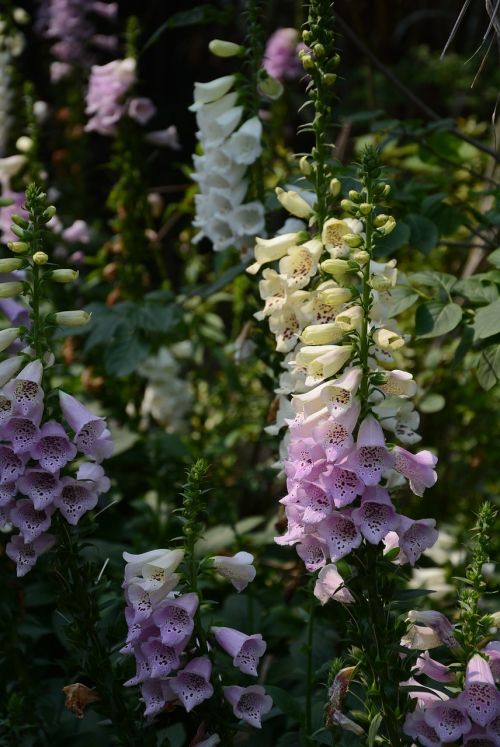 flower plant garden