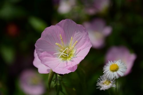 flower nature plant