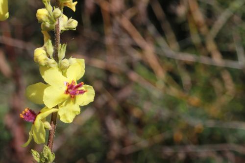 flower nature plant