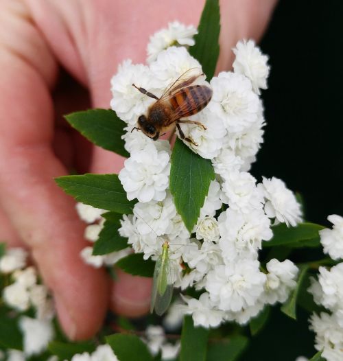 flower insect nature