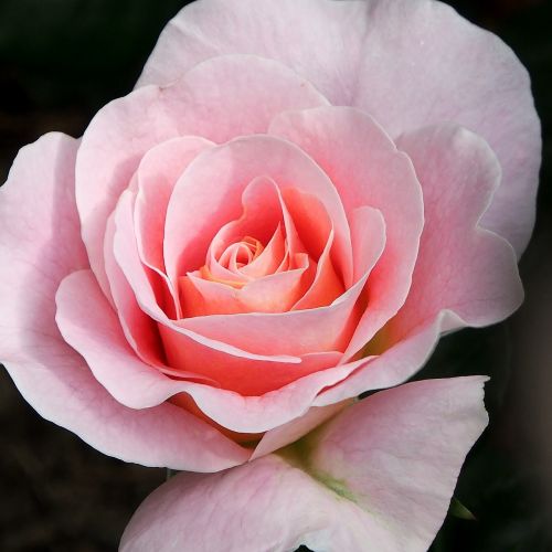 flower rose blossom