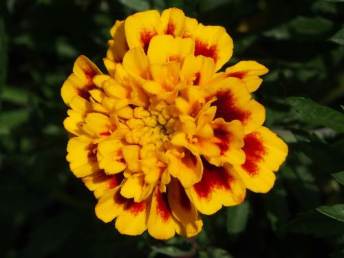 flower yellow orange summer