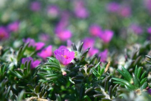 flower grass rosemary
