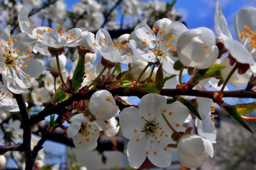 flower cherry tree