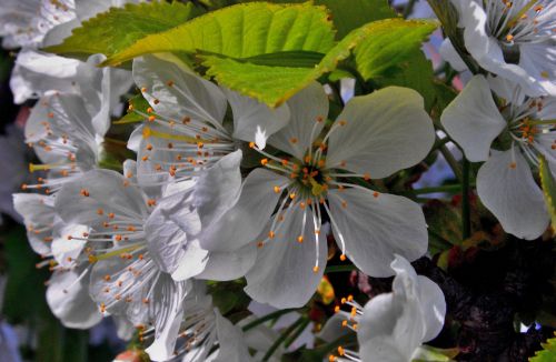 flower nature plant