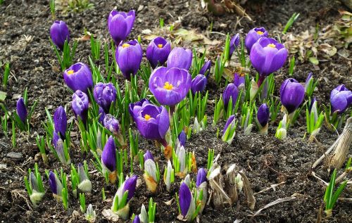 flower crocus blue