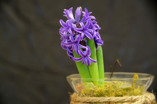 flower plant nature