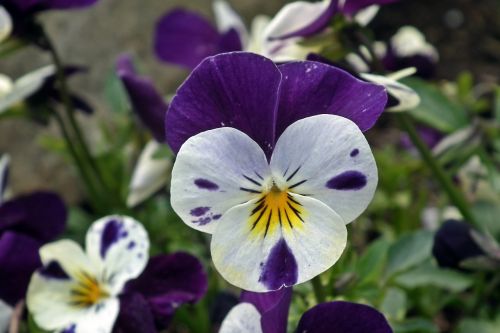 flower pansy colored