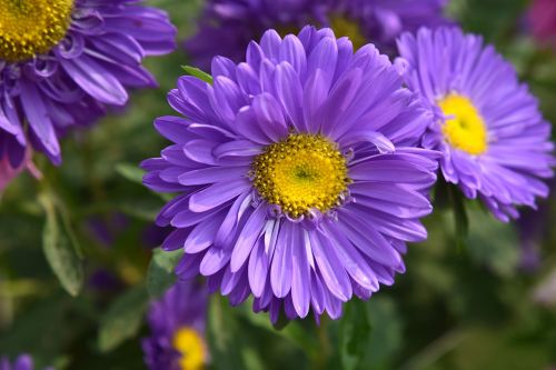 flower petals pistil