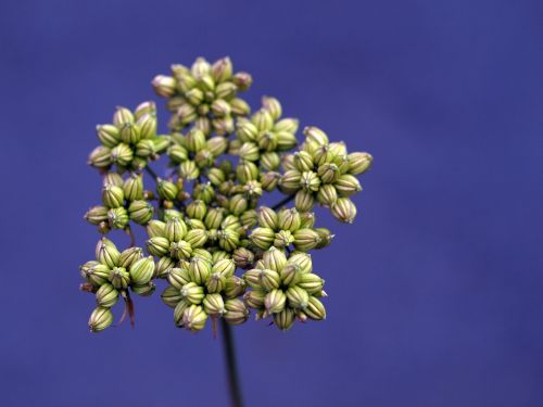 flower flora nature