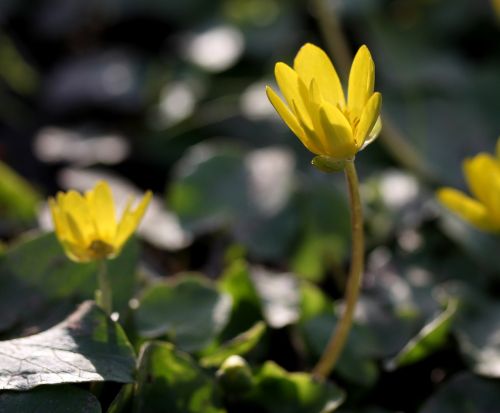 flower yellow plant