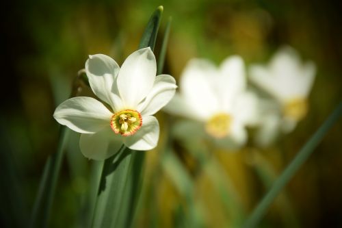 flower nature plant