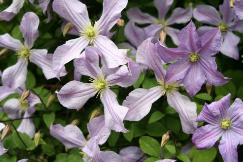 flower garden flora