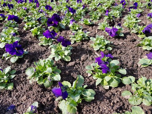 flower plant garden