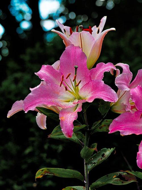 flower plant nature