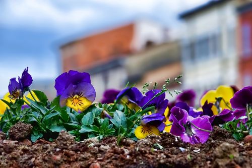 flower nature plant