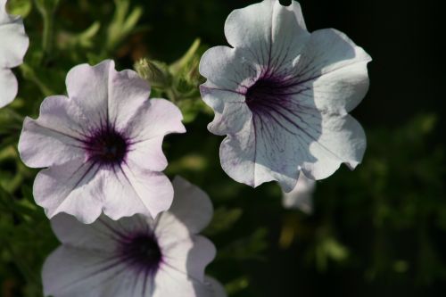 flower flora nature