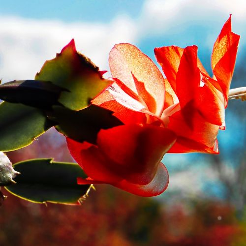 flower nature leaf