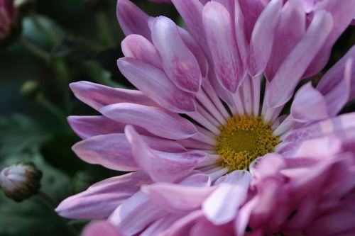 flower plant nature