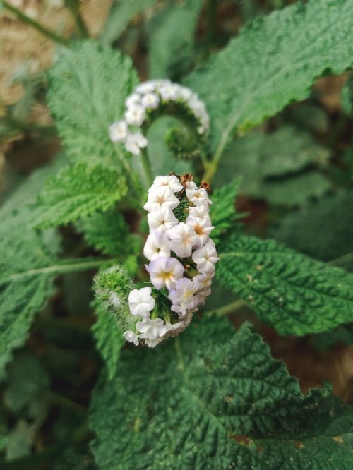 flower white nature