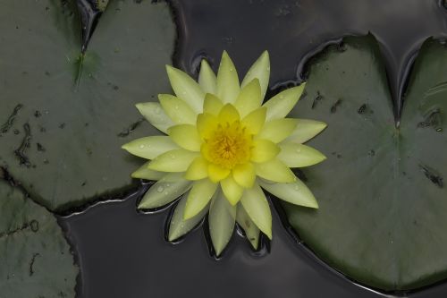 flower plant lotus