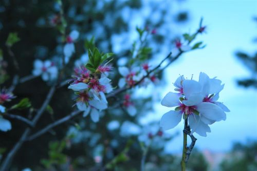 flower nature plant