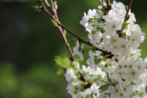 flower nature tree