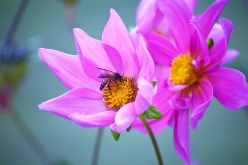 flower pink nature