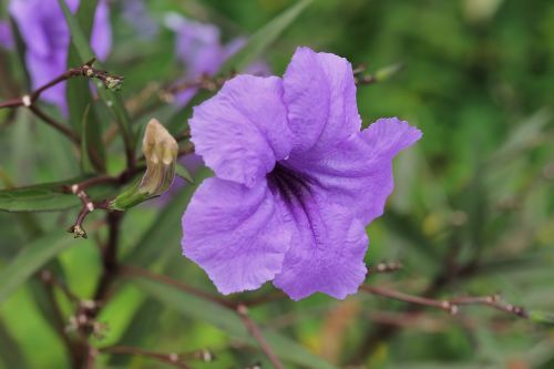 flower flora nature