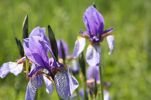 flower nature plant