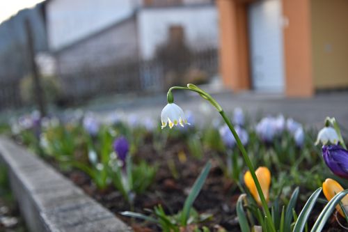 flower nature plant