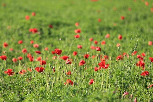 flower field hayfield